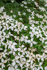 Chinese dogwood flower at the Botanical garden of Vacratot, Hungary.