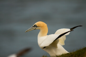 wildlife - Gannet flying over the colony on the cliff by the sea
