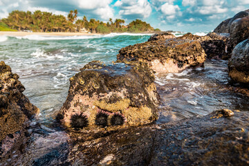 three sea urchins on a stone