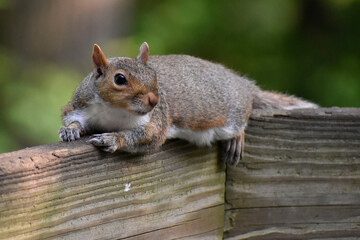 Squirrel resting on a railing