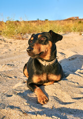 dog on the sand, jagdterrier on the seashore, hunting dog resting on the seashore on a summer day