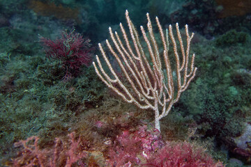 White gorgonian (Eunicella singularis) in Mediterranean Sea