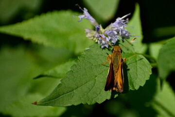 Hobomok Skipper on a leaf of Hummingbird Mint