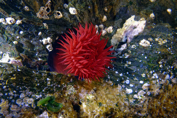 Beadlet Anemones (Actinia schmidti, formerly Actinia equina) in Mediterranean Sea