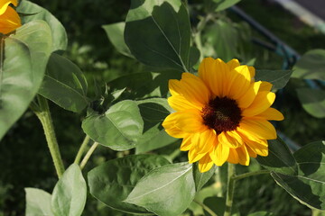 one sunflower in the garden
