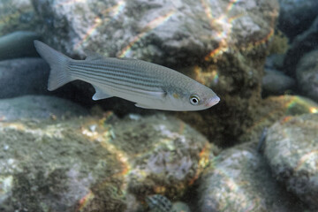 Golden mullet (Chelon auratus) in Mediterranean Sea