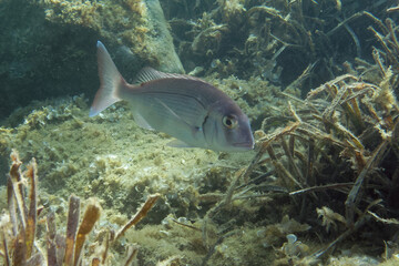 Obraz premium Common seabream (Pagrus pagrus) in Mediterranean Sea