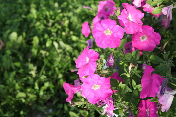 pink flowers in the garden