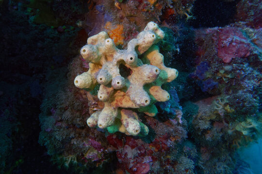 Yellow-cave sponge (Aplysina cavernicola) in Mediterranean Sea