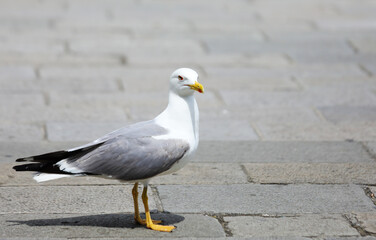 Fototapeta premium Seagull with yellow beak and webbed legs