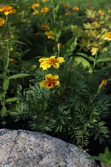 yellow flowers in a flower bed