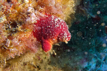 Red seasquirt or Sea peach (Halocynthia papillosa) in Mediterranean Sea