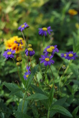 Obraz premium blue flowers in a flower bed