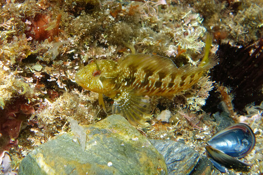 Surprise Blenny (Parablennius incognitus) in Mediterranean Sea