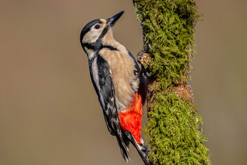 Great spotted woodpecker (Dendrocopos major) with a blurred background.