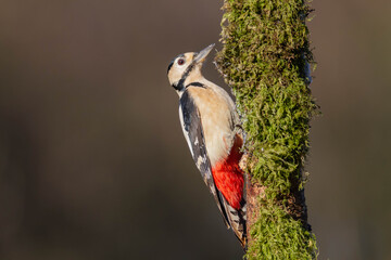 Great spotted woodpecker (Dendrocopos major) with a blurred background.