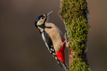 Great spotted woodpecker (Dendrocopos major) with a blurred background.