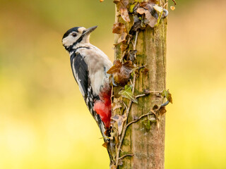 Great spotted woodpecker (Dendrocopos major) with a blurred background.