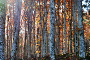 Fototapeta premium forest in autumn