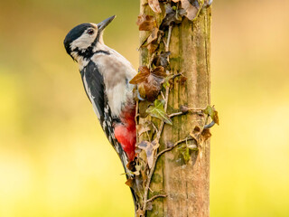 Great spotted woodpecker (Dendrocopos major) with a blurred background.