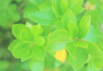 Fototapeta na wymiar macro de hojas con forma de trébol, brote, verdor, naturaleza, verde