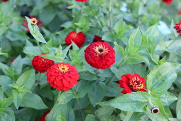 red flowers in the garden
