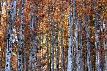 autumn forest background