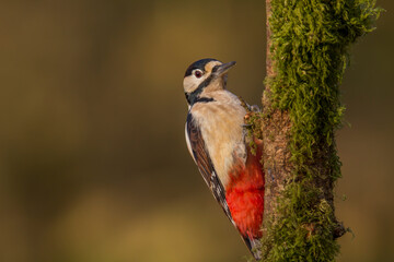Great spotted woodpecker (Dendrocopos major) with a blurred background.