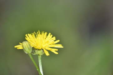 Ż&oacute;łty kwiat