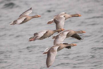 Fototapeta na wymiar Greylag goose landing in landing in the lake (Anser anser)