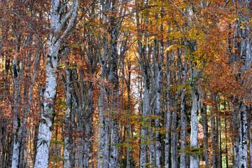 autumn forest background