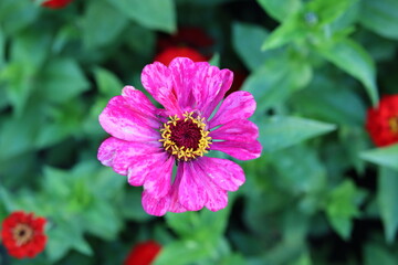 Obraz premium pink flower in the garden