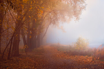 Autumn morning fog. Path of fallen leaves. The sun in the branches of trees. - 369702520