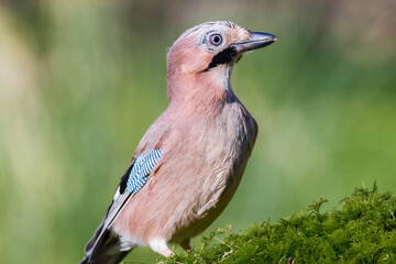 Eurasian Jay (Garrulus glandarius) Scotland, UK