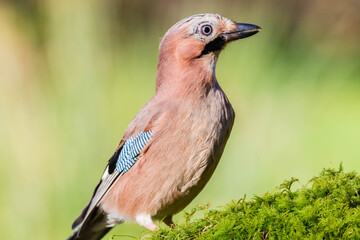 Eurasian Jay (Garrulus glandarius) Scotland, UK