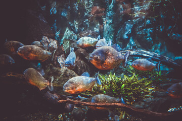Piranha bank in a tropical river