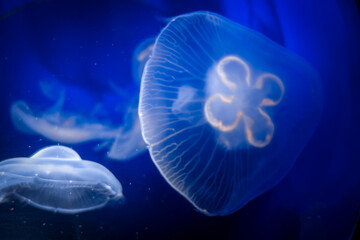 Common jellyfish underwater close-up view