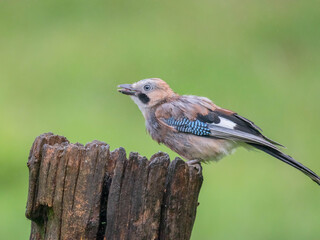 Eurasian Jay (Garrulus glandarius) Scotland, UK