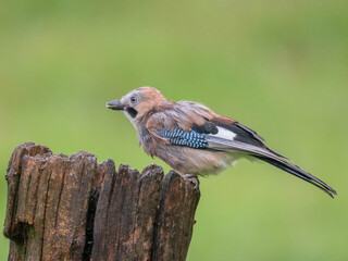 Eurasian Jay (Garrulus glandarius) Scotland, UK