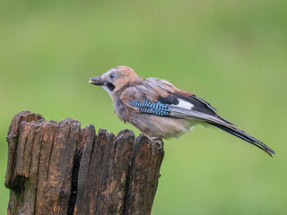 Eurasian Jay (Garrulus glandarius) Scotland, UK