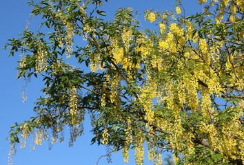 blossomed Laburnum flowers in spring in the mountains
