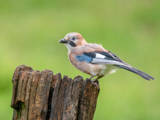 Eurasian Jay (Garrulus glandarius) Scotland, UK