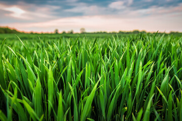 Fototapeta na wymiar young green wheat in the field