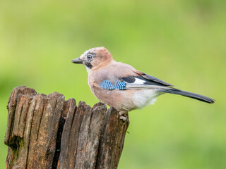 Eurasian Jay (Garrulus glandarius) Scotland, UK