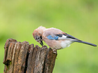 Obraz premium Eurasian Jay (Garrulus glandarius) Scotland, UK