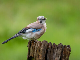 Eurasian Jay (Garrulus glandarius) Scotland, UK