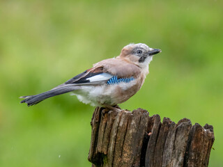 Eurasian Jay (Garrulus glandarius) Scotland, UK