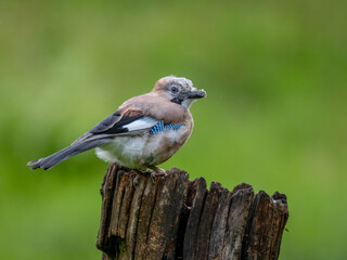 Eurasian Jay (Garrulus glandarius) Scotland, UK