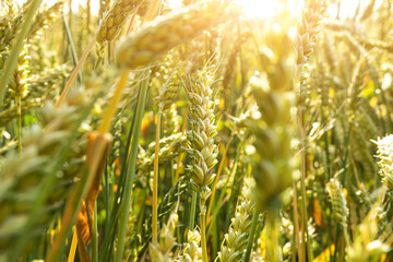 Wheat field at sunset. The concept of cereals, organic food, agriculture.