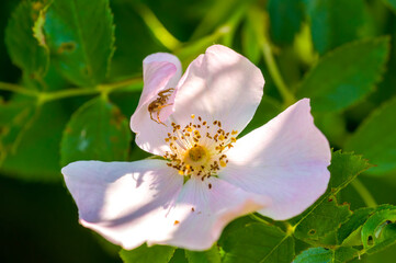 a beautiful colorful flower with a soft background